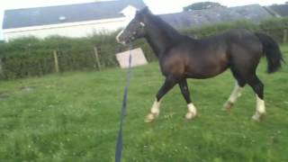 FOR SALE. SOLD Black yearling Welsh Cob Colt