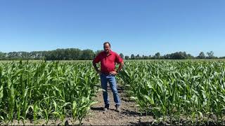 Why can't you apply herbicides later in the season?