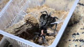 C.fasciatum kopulacja / mating 19.05.2014