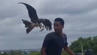 Black kite attacking human | bird hunting human | eagle hunting human