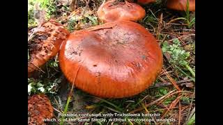 Tricholoma ustaloides. Champimaginatis. English Text.