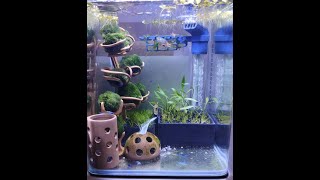 Marimo tree - 3D printed aquarium 2- shrimps - bottom / soil filter - strom z řasokoule /půdní filtr