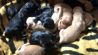 Rora Puppies Day 2! Newborn Goldador Puppies