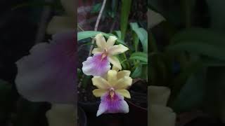 Miltonia sunset C. R