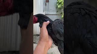 Perkembangan ayam bangkok umur 5 bulan🐓