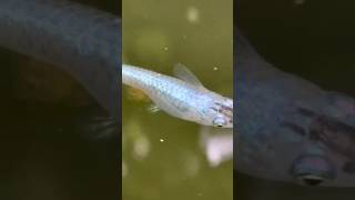 Sparkling and cute KILLIFISH 【キラキラしていて可愛いメダカ#fish#メダカ#viral#shorts