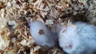 All White Teddy Bear Hamster