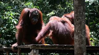 WOW.... orangutan male reaction