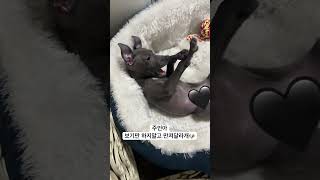 애교쟁이 강아지 #이탈리안그레이하운드