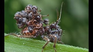 自己的卵養大了敵人？兇猛昆蟲間的幼蟲大戰|Larvae fight between fierce insects