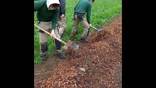 Plantation de haie champêtre