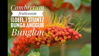 Combretum fruticosum (Loefl.) Stuntz