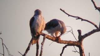 Élanion blanc (Elanus caeruleus) en Champagne (France)