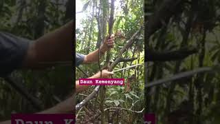 DAUN KEMENYANG BUMBU MASAK ORGANIK DI HUTAN KALIMANTAN