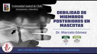 Medicina Veterinaria en 10 minutos- Debilidad en miembros posteriores en Mascotas Dr. Marcerlo Gomez