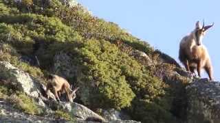 baby chamois fears to cross cliff