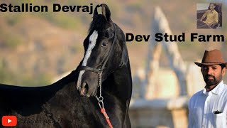 Marwari Stallion Devraj