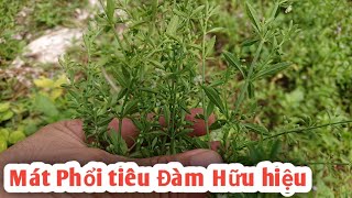 Mát Phổi tiêu Đàm rất Hữu hiệu. PHAN HẢI VLog