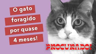 VLOG - O GATO DESAPARECIDO E A SEGUIDORA QUE SALVOU O DIA!