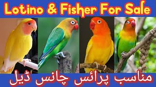 Love Bird Farming Small Business idea | Lovebirds Small Business idea 2022