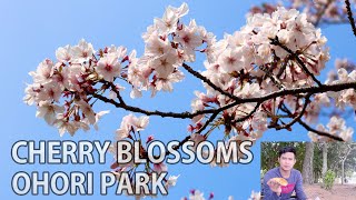 CHERRY BLOSSOM | OHORI PARK | CHEESE HOT DOGS EATING | 大濠公園桜の花