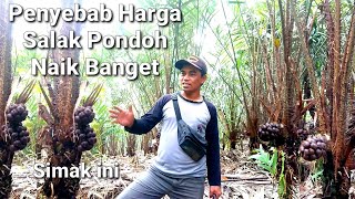 Salak Pondoh Saat ini Harganya Mahal apa Penyebabnya