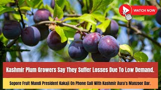 Kashmir Plum Growers Say They Suffer losses due To low Demand