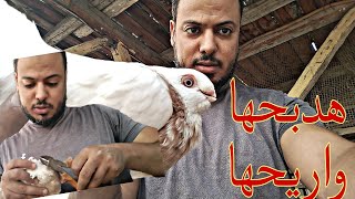 قررت اعمل كده معاها😱🕊️ عشان ترتاح#pigeon