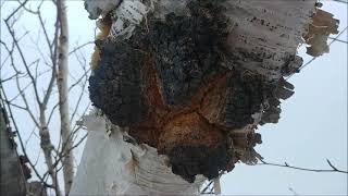 Chaga: How to Identify and Locate the Polypore