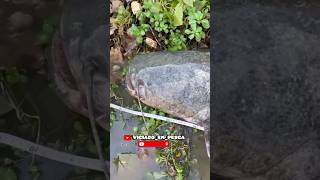 Grande Siluro Europeu 🐟🎣😱 #sirulo #catfishing #bagre #peixegrande #pescador #shortvideo  #shorts