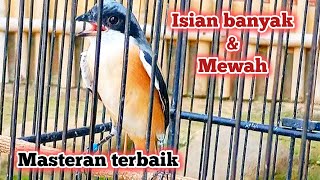 Masteran burung cendet gacor isian kekinian paling dicari,cendet lain dijamin respon