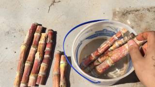 Sugar Cane Propagation - Complete Guide to Growing Your Own Sugar Cane