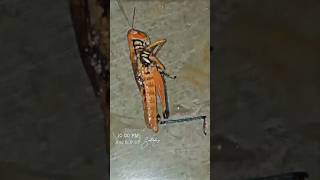 Oh! Poor grasshopper died😔 #nature #grasshopper #locusts #ytshorts #shorts #india