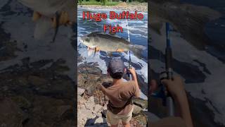 Crazy Huge small mouth Buffalo #fishing #explore #camping