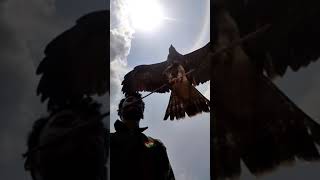 Amazing black kite snatching stick from mouth 💥💯