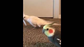 Smart and lovely little budgies #part-1