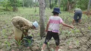 Membantu si Mbah Melakukan Pemupukan Jagung di Ladang