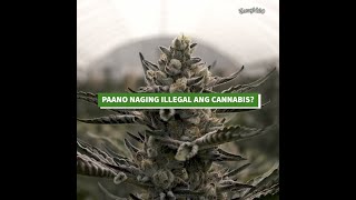 PAANO NAGING ILLEGAL ANG CANNABIS?