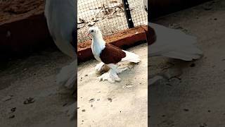 dobaz kabootar #shorts #viral #pigeon #nafeespigeon