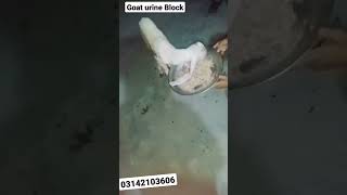 Save Animal Life urine Block in Goat #surgically #karachi