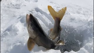 I got spooled by a lake trout!