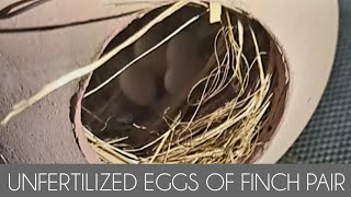 Unfertilized eggs of Finch