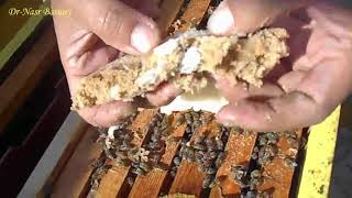 تغذية نحل العسل فى الشتاء 2 Feeding Honey Bees During Winter