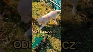 Odkurzacz do liści marki Golden Retriever #goldenretriever #dog #puppy #szczeniak