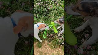 Jack Russell Tug of War! #jackrussell