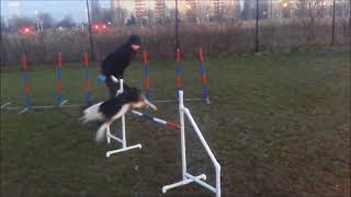 Li Shepter - last agility trainings in 2017