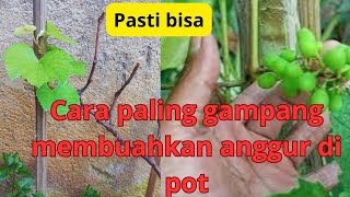 part2 cara paling gampang membuahkan anggur di pot