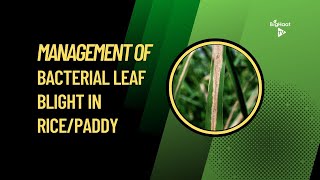 Management of Bacterial Leaf Blight in Rice/Paddy