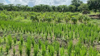 COMO PRODUCIR VARIEDAD DE CULTIVOS EN POCA ÁREA.