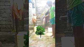 Satisfying Trees 😱 Growth #fun #memes #cutebaby #comedy #funny #vfx #bhojpuridance #vfxind  #shorts